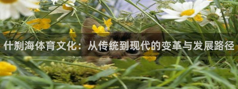 尊龙 5：什刹海体育文化：从传统到现代的变革与发展路